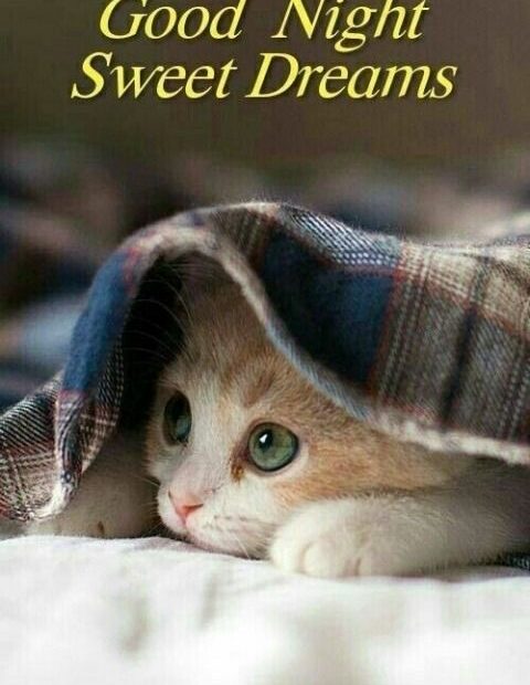 Good Night Kitty - Desicomments.Com | Good Night Funny, Good Night Sweet  Dreams, Good Night Cat