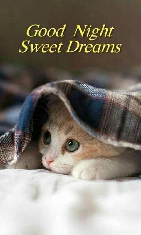 Good Night Kitty - Desicomments.Com | Good Night Funny, Good Night Sweet  Dreams, Good Night Cat