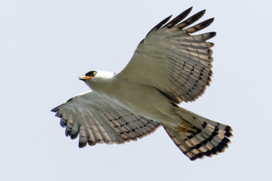 Black-And-White Hawk-Eagle - Ebird