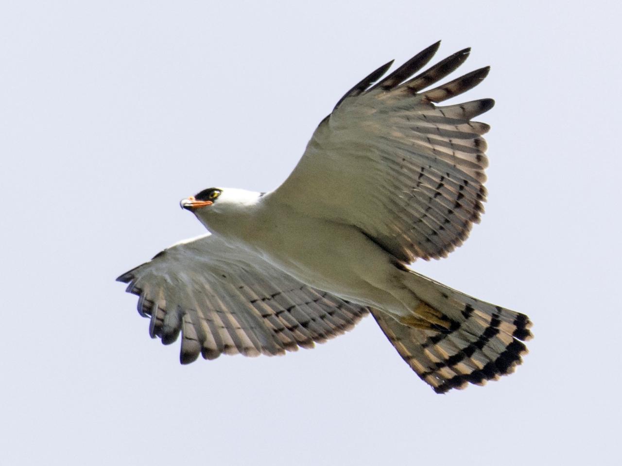 Black-And-White Hawk-Eagle - Ebird