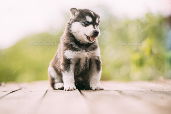 Four-Week-Old Husky Puppy Of White-Gray-Black Color Sitting On Wooden Floor  And Showing Tongue Stock Photo By Grigory_Bruev