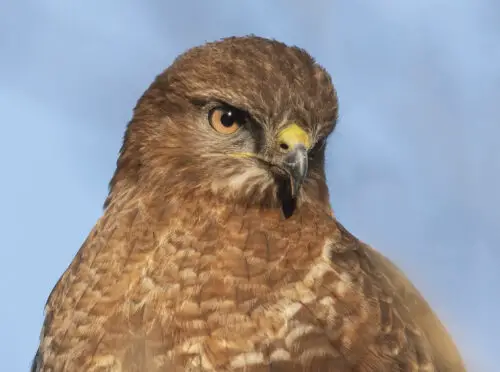 What Birds Of Prey Can You See In Germany? (Pictures & Sounds) - Wild Bird  World