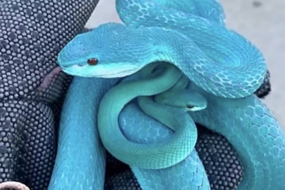 Snake Id? Me And My Girlfriend Have Seen This Snake Online A Lot And It'S  Just Absolutely Beautiful Just Hoping It'S Not A High Blue Green Tree  Python Due To The Price :