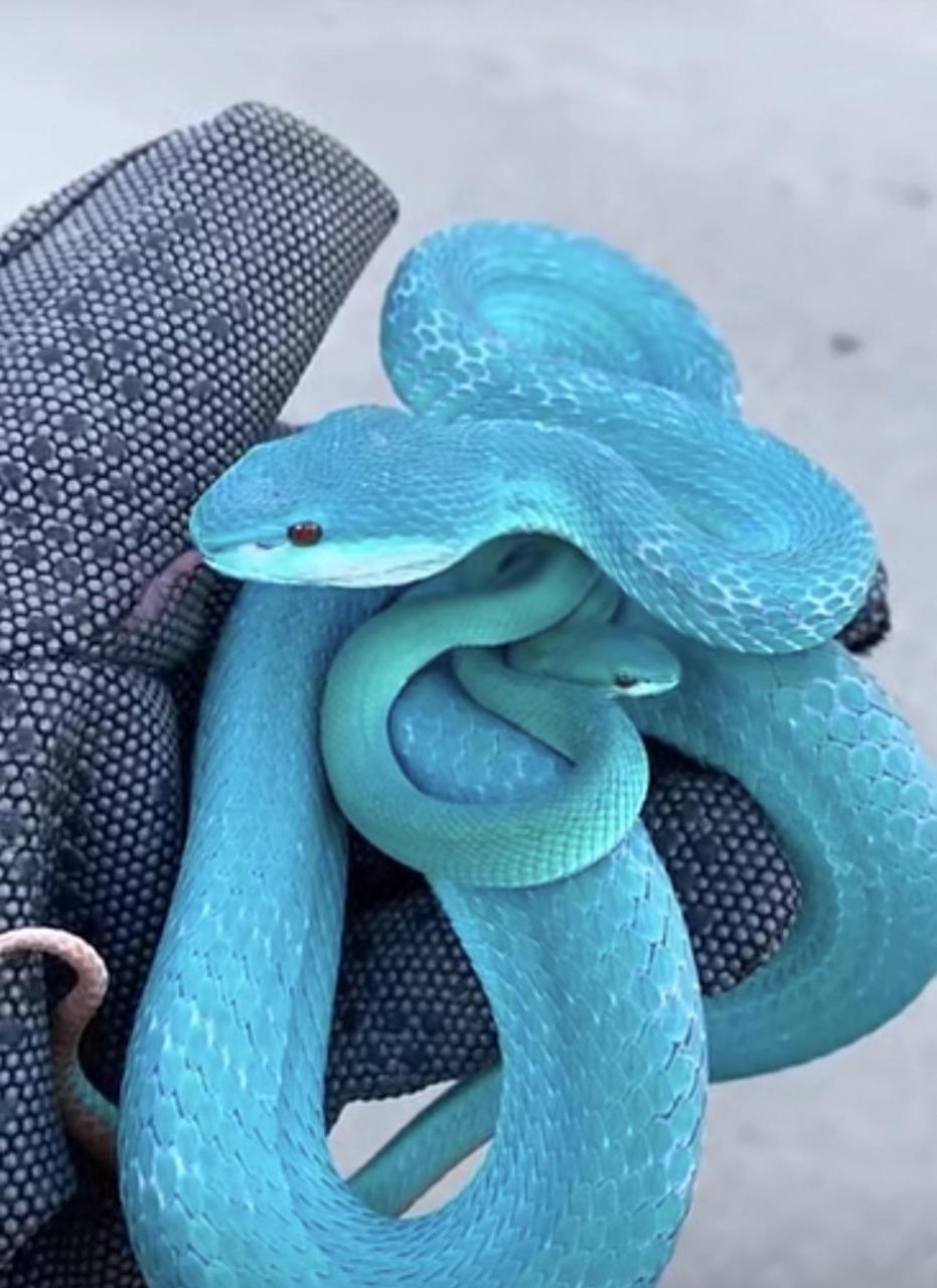 Snake Id? Me And My Girlfriend Have Seen This Snake Online A Lot And It'S  Just Absolutely Beautiful Just Hoping It'S Not A High Blue Green Tree  Python Due To The Price :