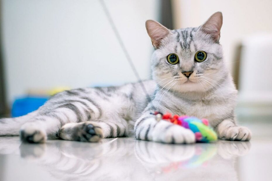 12 Gorgeous Gray And White Cat Breeds We'Re Absolutely Smitten With