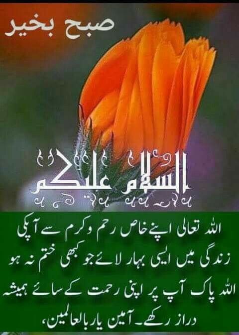 900+ Good Morning Urdu Ideas | Good Morning Greetings, Good Morning Images,  Beautiful Morning Messages