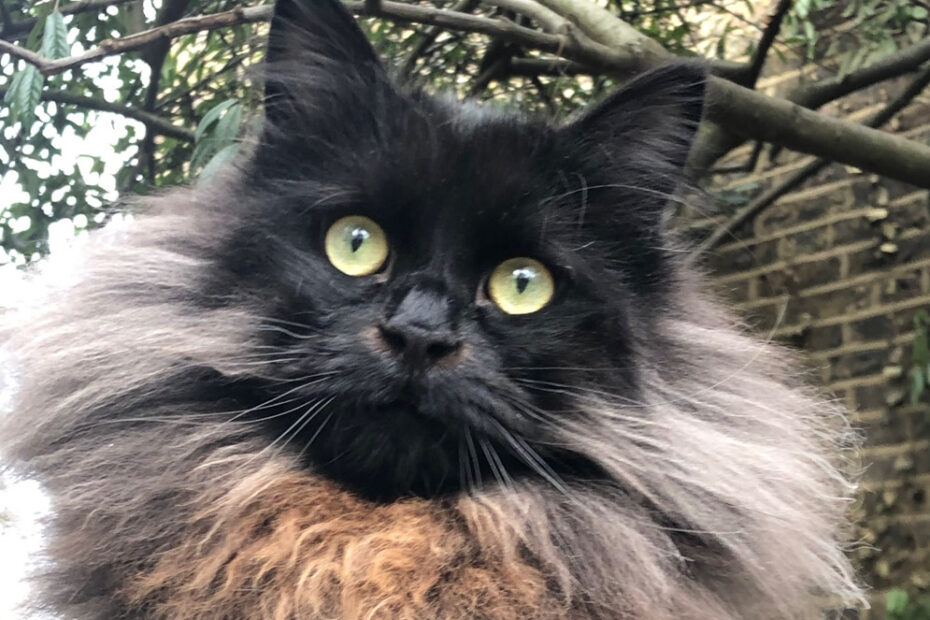 11 Black Cats With Green Eyes You'Ll Love I Discerning Cat