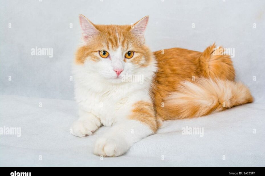 Ginger And White Cat Hi-Res Stock Photography And Images - Alamy