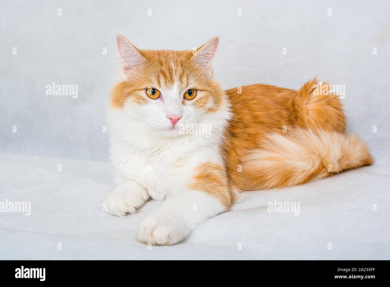 Ginger And White Cat Hi-Res Stock Photography And Images - Alamy