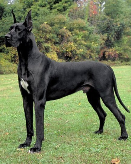 Why Are Great Danes And Huskies On The Aggressive Dog Breed Lists In Texas?  - Quora