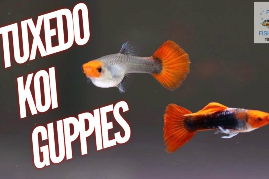 Tuxedo Koi Guppies! My Favorite Guppy - Youtube