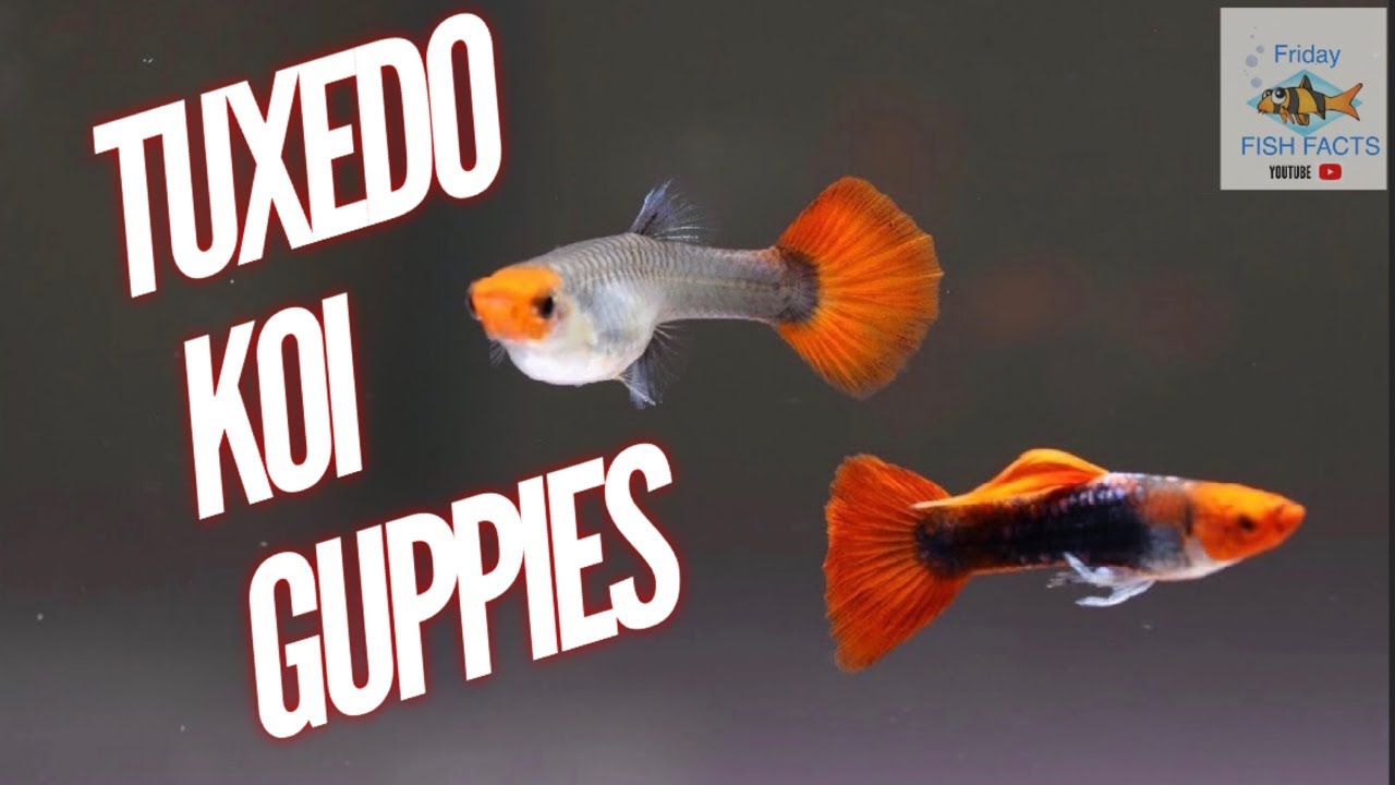 Tuxedo Koi Guppies! My Favorite Guppy - Youtube