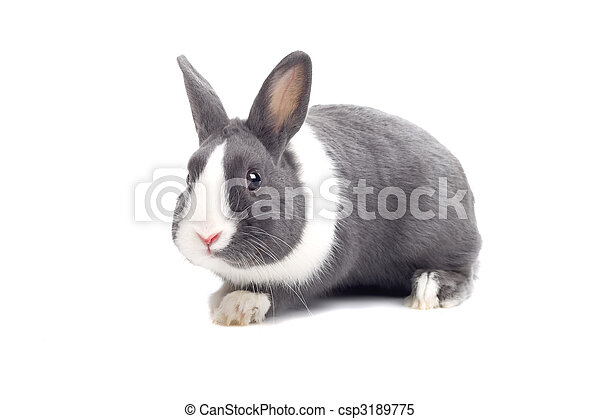 Rabbit Gray And White. Grey And White Rabbit Isolated On A White  Background. | Canstock