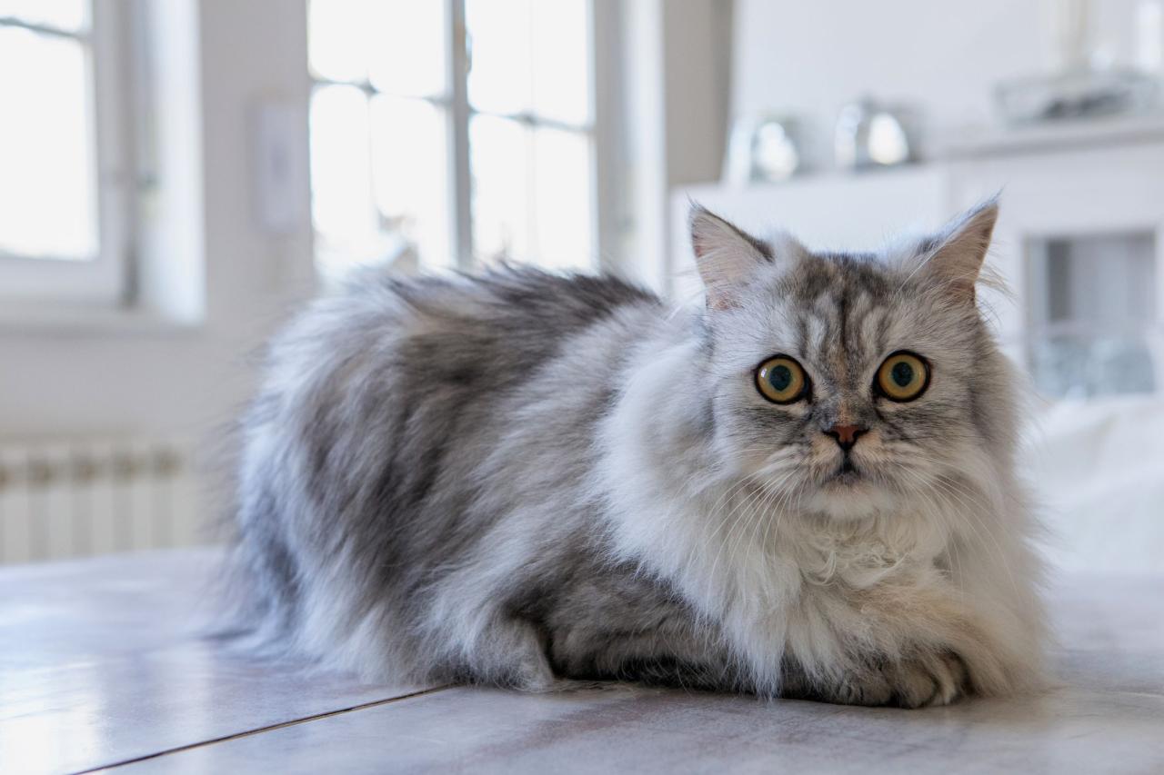 15 Grey Cat Breeds - Most Popular Gray Cats