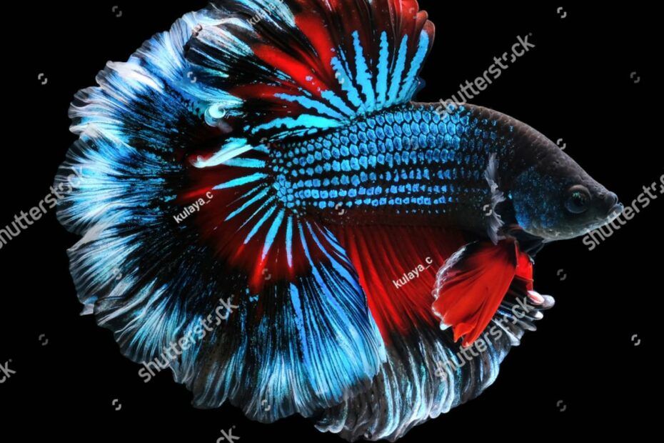 15,174 Halfmoon Betta Images, Stock Photos & Vectors | Shutterstock