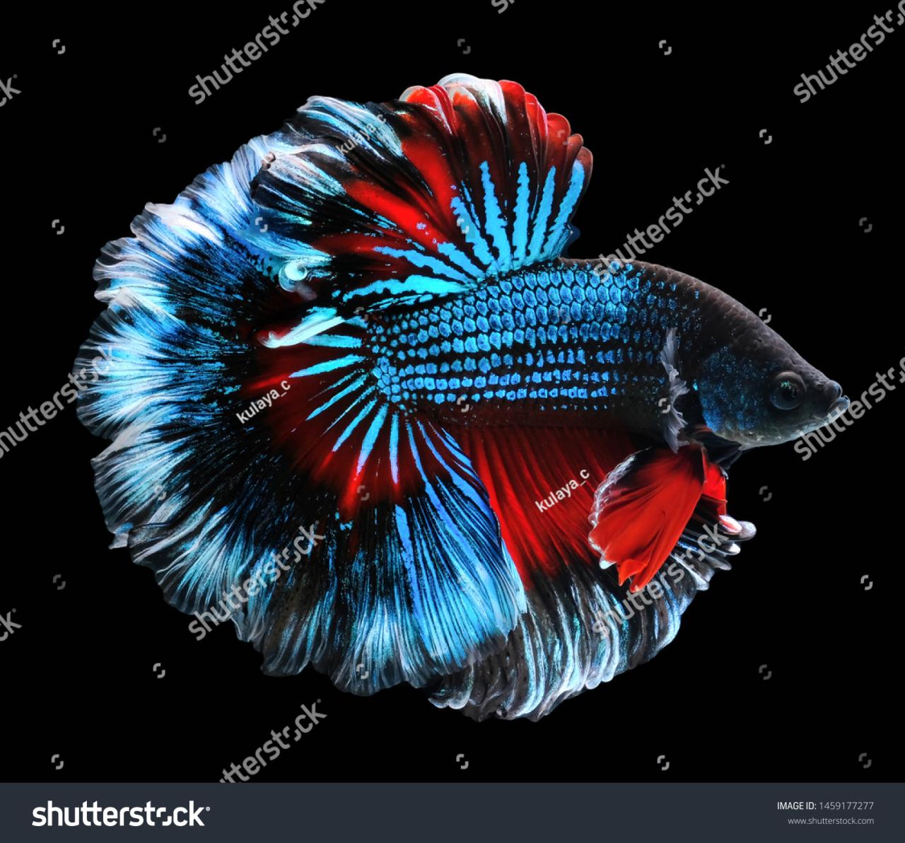 15,174 Halfmoon Betta Images, Stock Photos & Vectors | Shutterstock