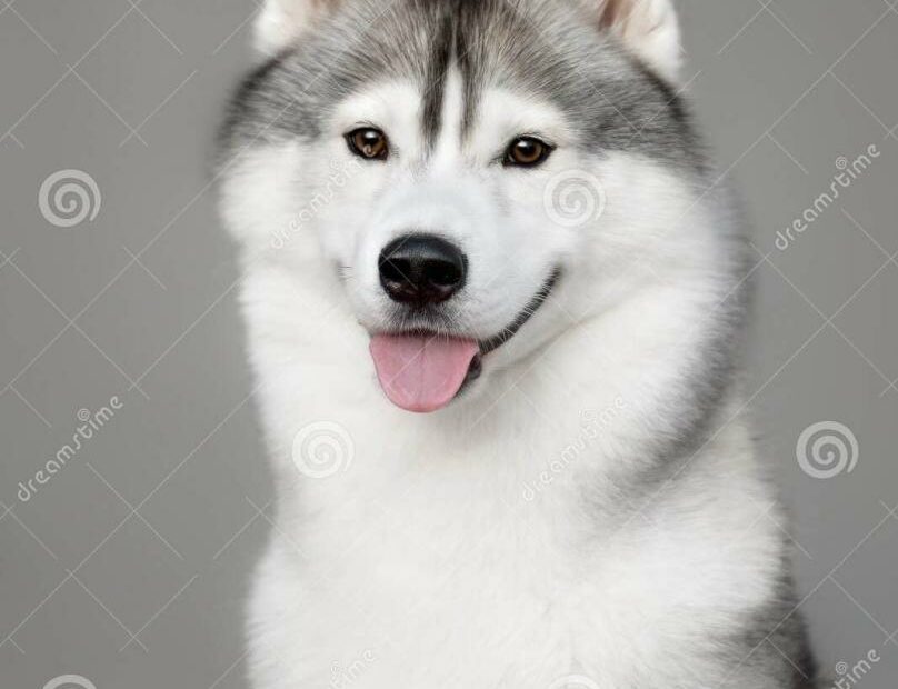 White And Gray Adult Siberian Husky Dog Or Sibirsky Husky Stock Photo -  Image Of Blue, Close: 105621188