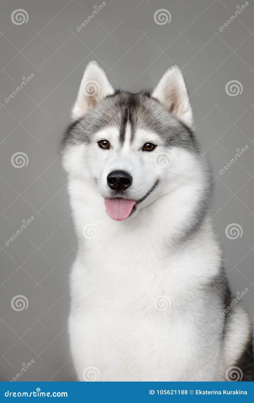 White And Gray Adult Siberian Husky Dog Or Sibirsky Husky Stock Photo -  Image Of Blue, Close: 105621188