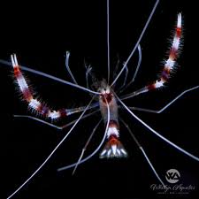 Coral Banded Shrimp Safe Or Harassing? | Reef2Reef Saltwater And Reef  Aquarium Forum