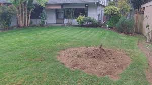 What Happens To Roots After Stump Grinding? - Contractors Supply Llc