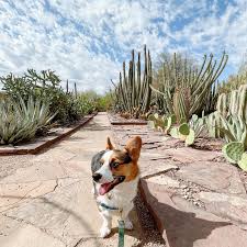 Dog Days At The Garden | Tempe Tourism