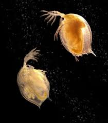 From Drugs To Climate Change: Hands-On Experiments With Daphnia As A Model  Organism – Science In School