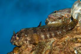 Lawnmower Blenny Diet | Tropical Fish Hobbyist Magazine