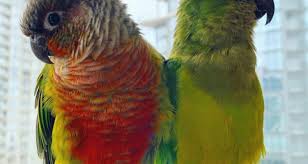 Conure Bonding | How To Bond With And Tame Your Conure | Theparrotteacher -  Youtube