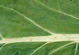 Cercospora Leaf Spot: How To Deal With This Common Fungal Disease