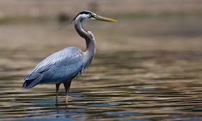 Great Blue Heron (Ardea Herodias) With Garter Snake Dsc_00… | Flickr