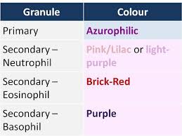 Types Of Granules In Neutrophils | Neutrophis | Primary Vs Secondary  Granules - Youtube