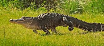 How Fast Can A Crocodile Run? (And Why You Don'T Need To Be Scared) |  Storyteller Travel