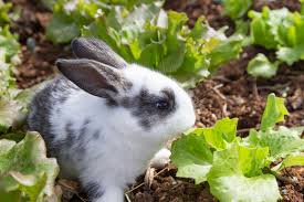 Do Rabbits Eat Tomato Plants? - How To Keep Rabbits Out Of Your Garden?