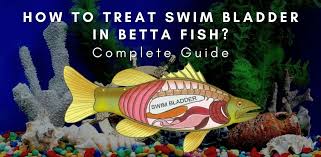 Swim Bladder Disease In Betta Fish - Youtube