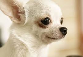 Ay, Chihuahua! - Translations, Meanings & Uses - Tell Me In Spanish