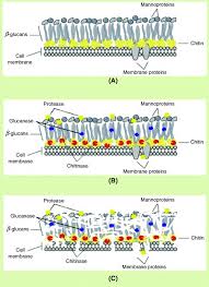 Fungal Cell Wall | Cell Wall Function | Fungi - Structure And Growth