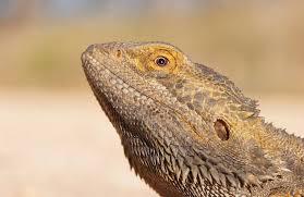 How To Cut Your Bearded Dragon'S Nails - Hubpages