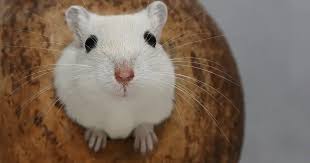 How Long Do Gerbils Live? Gerbil Lifespan As Pets And In The Wild -  Littlegrabbies