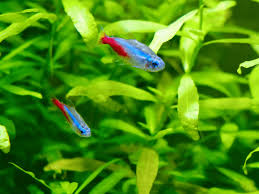 Recently Bought A Tank Filled With Neon Tetra And Guppies, I Spotted Some  White Stuff On The Fins, Mouth And Body. Does Anyone Know If This Is Fungal  Infection Or Neon Tetra