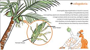 Anemophily Type Of Pollination Is Found In