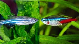 My Neon Tetras Stay Mostly In One Position In My Aquarium And Im Not Sure  Why? The Temps Are At 26-27C, Ph 7, Nitrite At