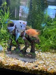 Kissing Gourami Often Work With Cichlids? 💋 🐟 - Youtube