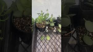 How To Propagate Silver Dollar Vine Or Xerosicyos Danguyi | Buhaymother -  Youtube