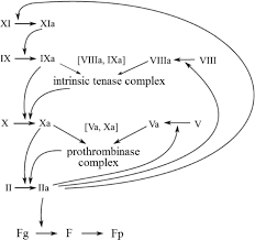 What Converts Fibrinogen To Fibrin?