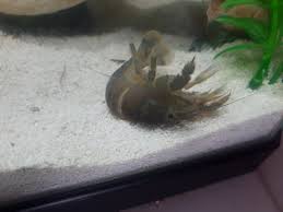 Shrimp Dying Or Molting??? He'S Been On His Back Or Side Kicking His Legs  Up. Sometimes Zipping Around. First Time Having Shrimp So Very Overly  Concerned : R/Shrimptank