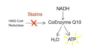 Pdf] Coenzyme Q10 And Statin-Induced Mitochondrial Dysfunction. | Semantic  Scholar