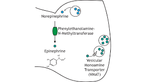 Solved 9. Neurons Store Neurotransmitter Molecules In | Chegg.Com