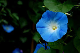 How To Grow And Care For Morning Glory