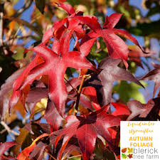 How To Grow A Sweet Gum Tree | Bbc Gardeners World Magazine