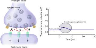 Synapse - Wikipedia